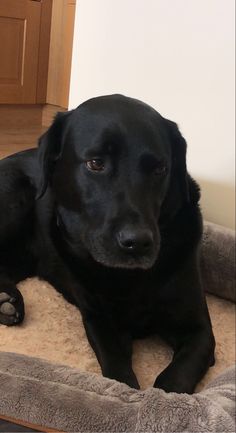 a large black dog laying on top of a bed in front of a wooden door