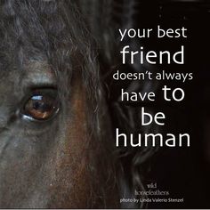 a horse with the words, your best friend doesn't always have to be human