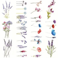 an assortment of flowers are shown in watercolors and ink on paper, each with different colors