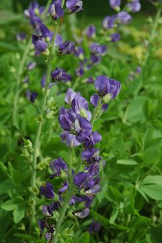 some purple flowers are growing in the grass