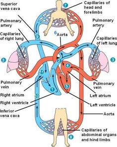 diagram of the circulators and their functions in the human body with labels