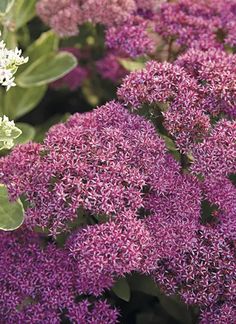 purple flowers with green leaves in the background