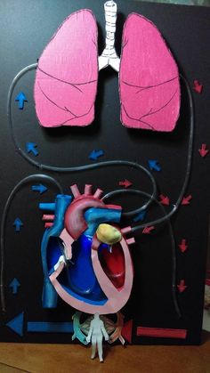 a paper model of the human heart and lungs is displayed in front of a black background