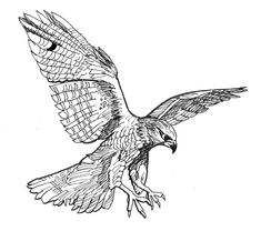 a drawing of an eagle flying in the air with its wings spread out and it's talon extended