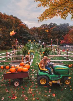 a boy and his dog are riding on a lawn mower with pumpkins in the background