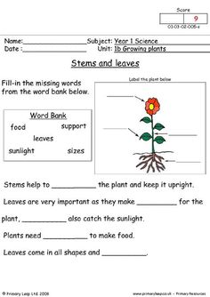 worksheet for plants and flowers with pictures on the page to help students learn how to