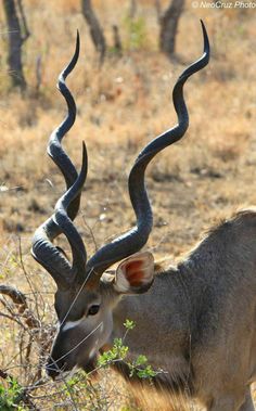 an antelope with long curved horns in the wild