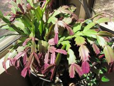 a potted plant with purple and green leaves in front of a window sill