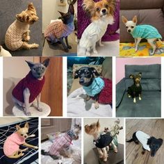 there are many small dogs wearing sweaters