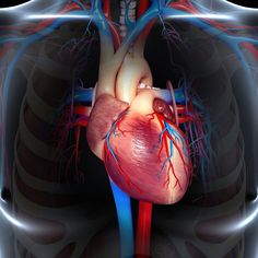 an image of the human heart and chest with blood vessels running down it's sides