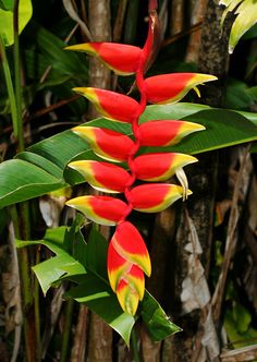 red and yellow flowers with green leaves in the background