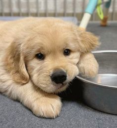 a puppy laying next to a bowl on the floor