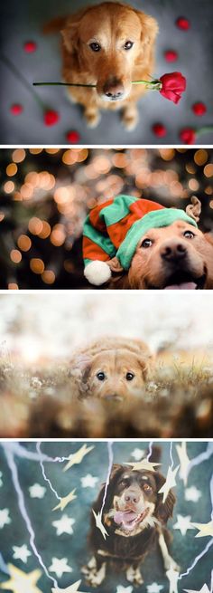 four different pictures of dogs wearing christmas hats and sweaters, one with a rose in it's mouth