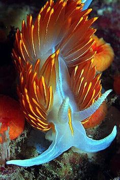 an orange and white fish on the ocean floor