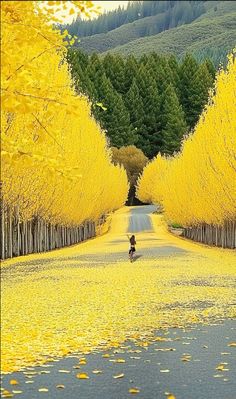 a person riding a skateboard down a road surrounded by trees with yellow leaves on the ground