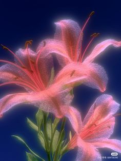 two pink flowers with green leaves against a blue background