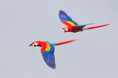 two colorful parrots are flying in the sky