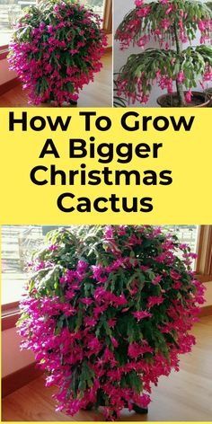 Cactus Display Ideas, How To Root A Christmas Cactus, Cactus Living Room, Zygo Cactus, Christmas Cacti, Christmas Cactus Propagation, Growing Cactus, Cactus Tree, Christmas Cactus Care