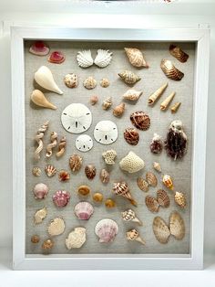 a shadow box with sea shells and sand dollars on the bottom, framed in white