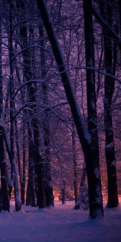 there is a bench in the snow by some trees and bushes at night with lights on