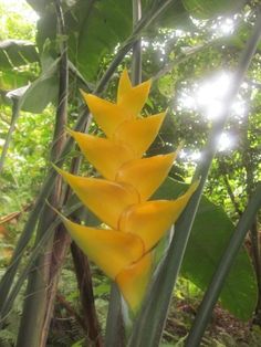 a yellow flower in the middle of some trees