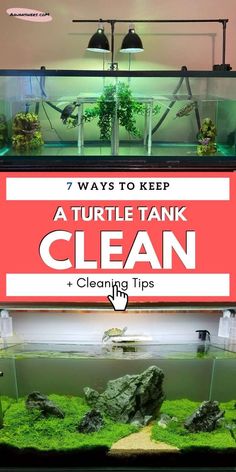 a turtle tank is shown with the words 7 ways to keep a turtle tank clean