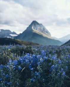 blue flowers in the foreground with mountains in the background