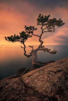 a lone pine tree on the edge of a cliff overlooking the ocean at sunset or dawn