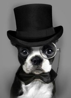 a dog wearing a top hat and glasses with the caption'the epitome of a dapper gentleman '