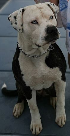 a black and white dog sitting on top of a cement floor next to a person