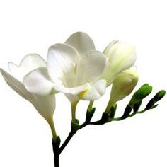 three white flowers with green stems against a gray background