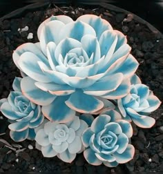 three blue and white succulents in a black pot with gravel on the ground