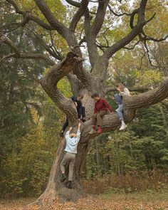 several people climbing up and down a large tree