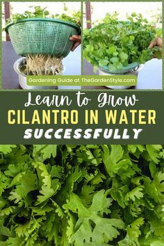 lettuce growing in buckets with the title learn to grow cilantro in water successfully