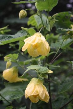 yellow flowers with green leaves in the background