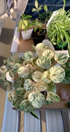 some plants that are sitting on a table