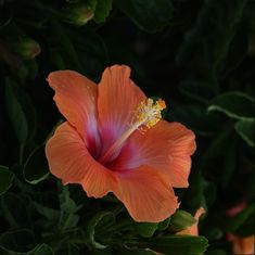 Pink And Orange Hibiscus, Hibiscus Plant, Flower Icons, Hawaiian Flowers, Nature Plants, Passion Project