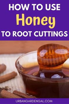 honey in a glass bowl with cinnamons on the side and text overlay reading how to use honey to root cuttings