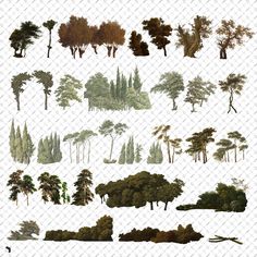 various trees and bushes are shown on a white background