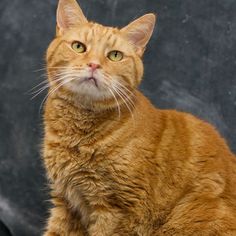 an orange tabby cat sitting in front of a black background looking at the camera