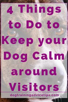 a dog with the words 4 things to do to keep your dog calm around visitors