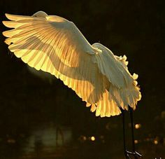 a white bird with its wings spread out in the air, flying over water at night