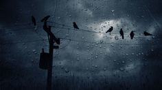 several birds sitting on an electric wire in the rain, with a quote above them