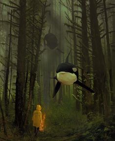 an orca whale in the woods with a person watching