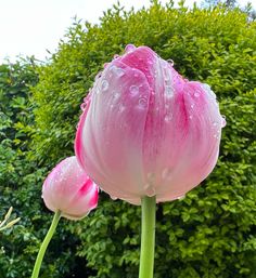 two pink tulips with water droplets on them in front of some green bushes