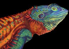 an image of a colorful lizard on a black background