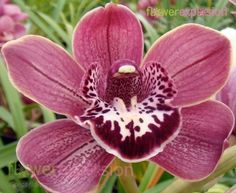 a close up of a purple flower with white stripes on it's stamen