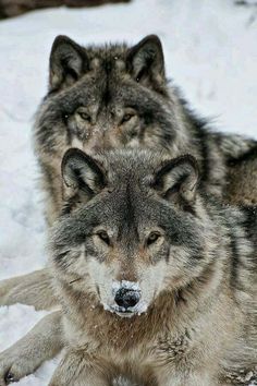 two gray wolfs laying down in the snow