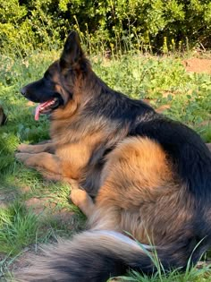 a large brown and black dog laying in the grass