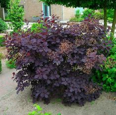 a purple plant is in the middle of a garden